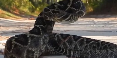 Ocala snake